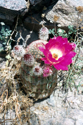 [http://www.desertlavender.com/cactus/images/exotic1.jpg]