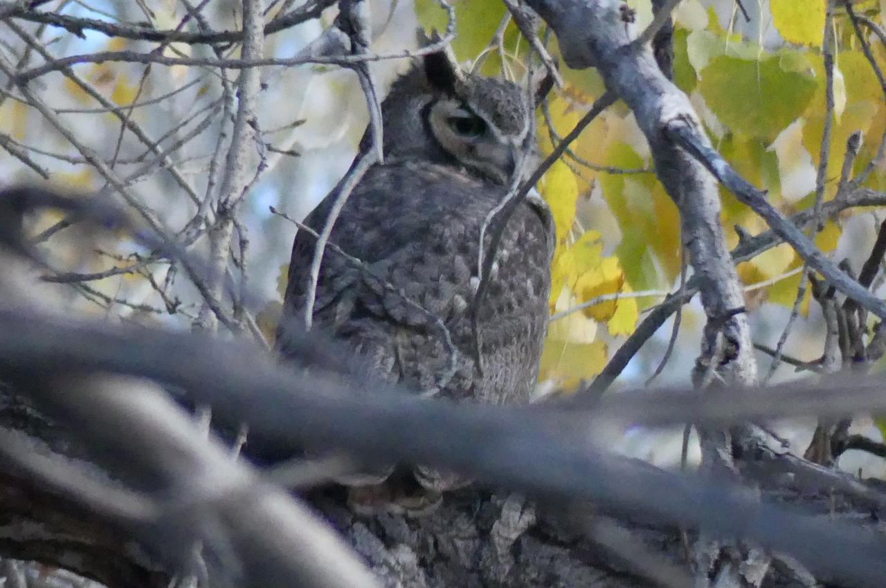 Great Horned Owl