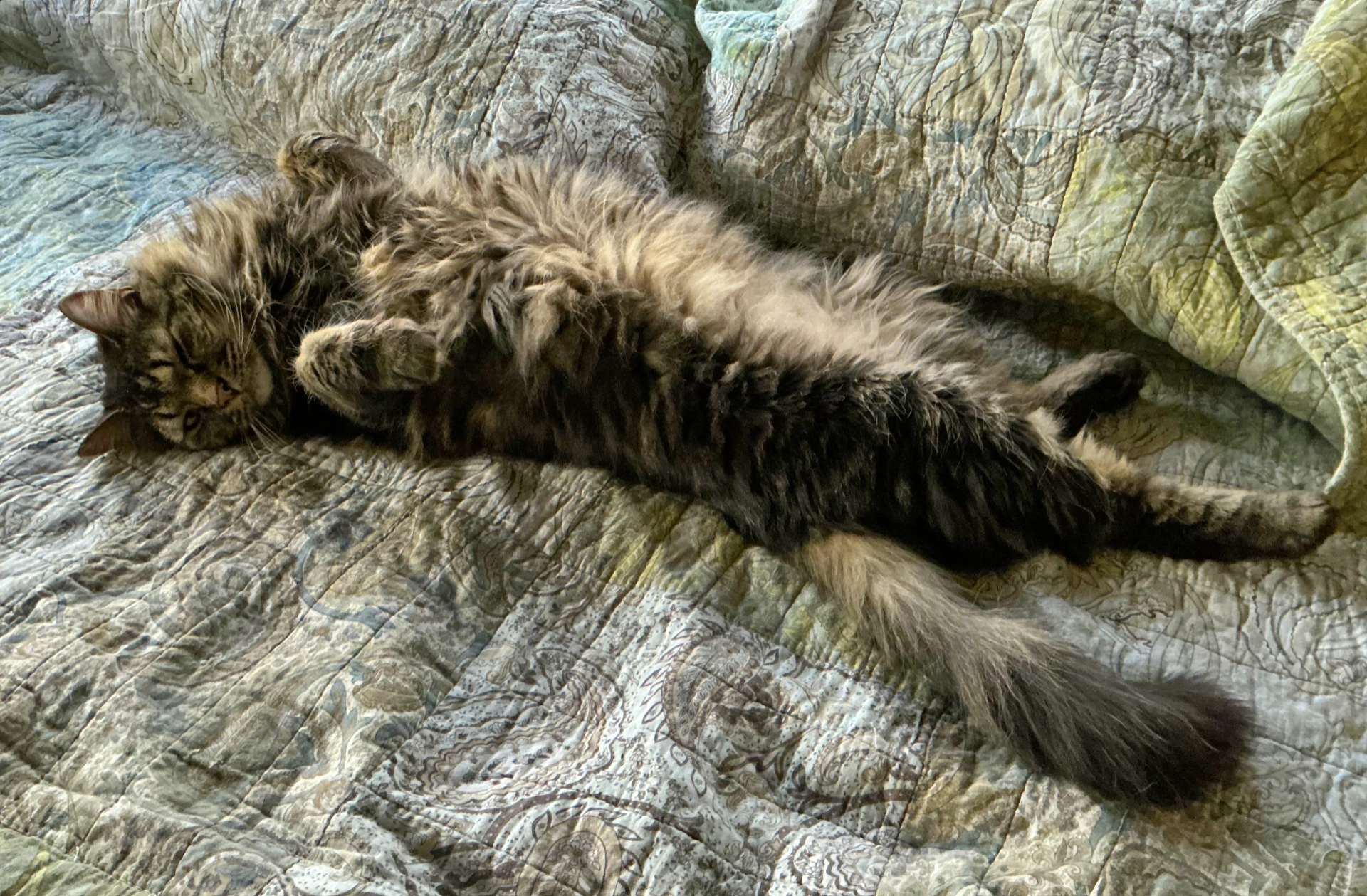 snoozing tabby cat