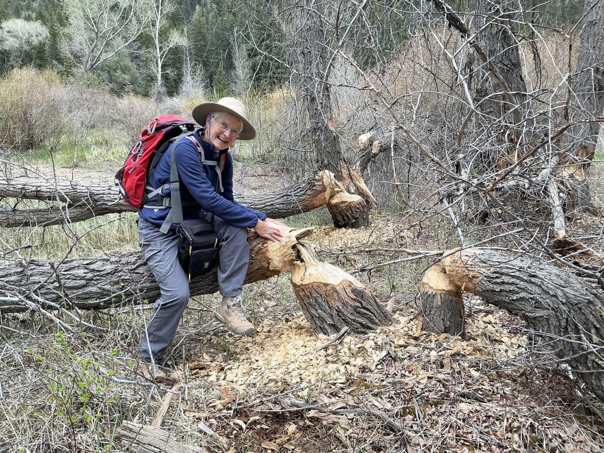 large trees felled by beavers