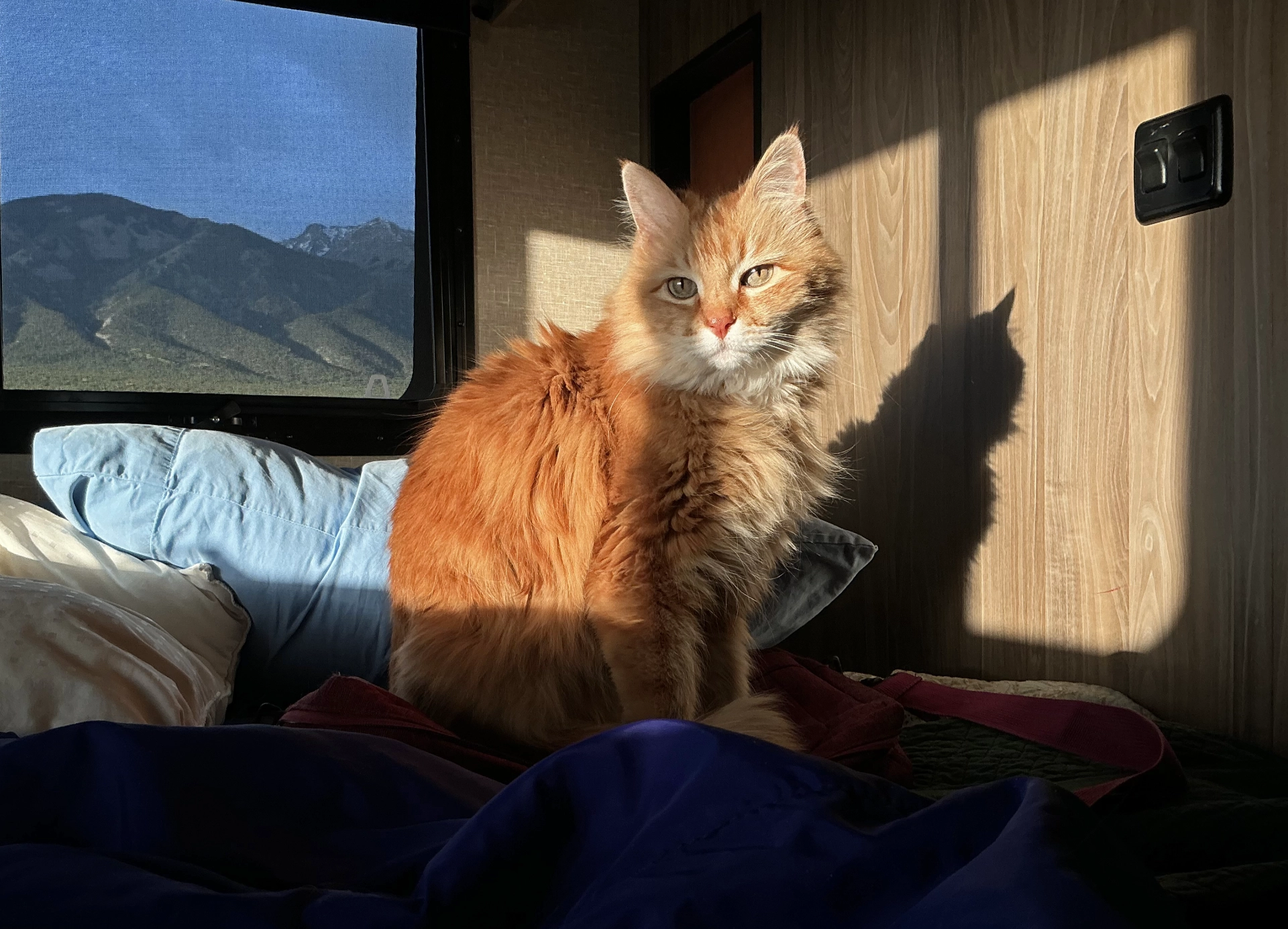 beauty shot of long-haired ginger cat in the RV