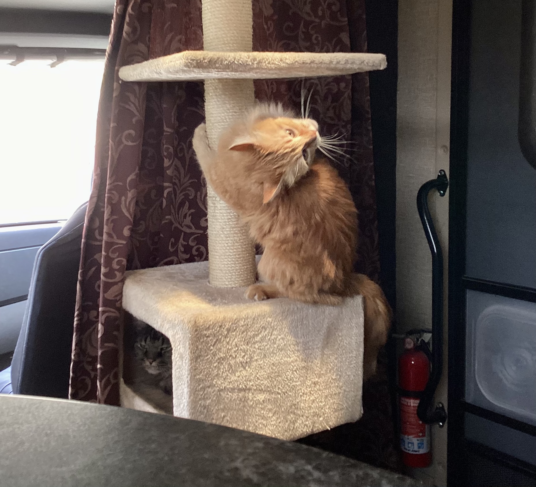 panicked cat on a cat tree