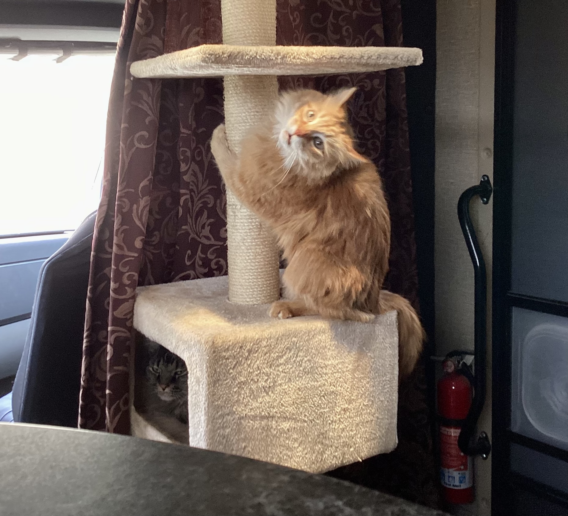 panicked orange tabby on a cat tree