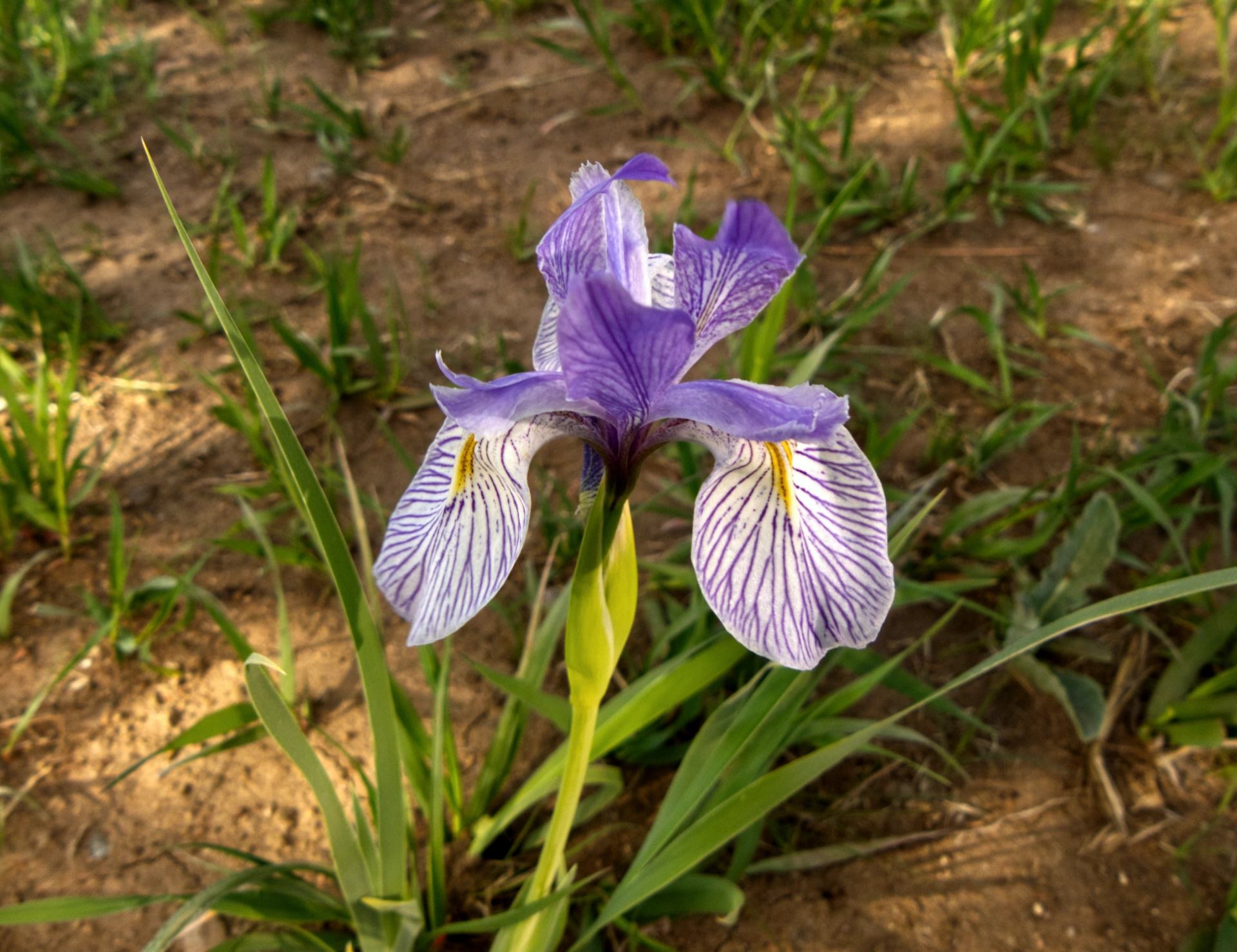 Western Blue Flag Iris