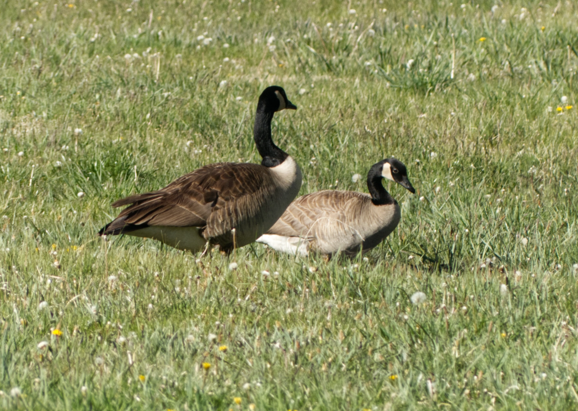 pair of Canada Geese in a flooded field