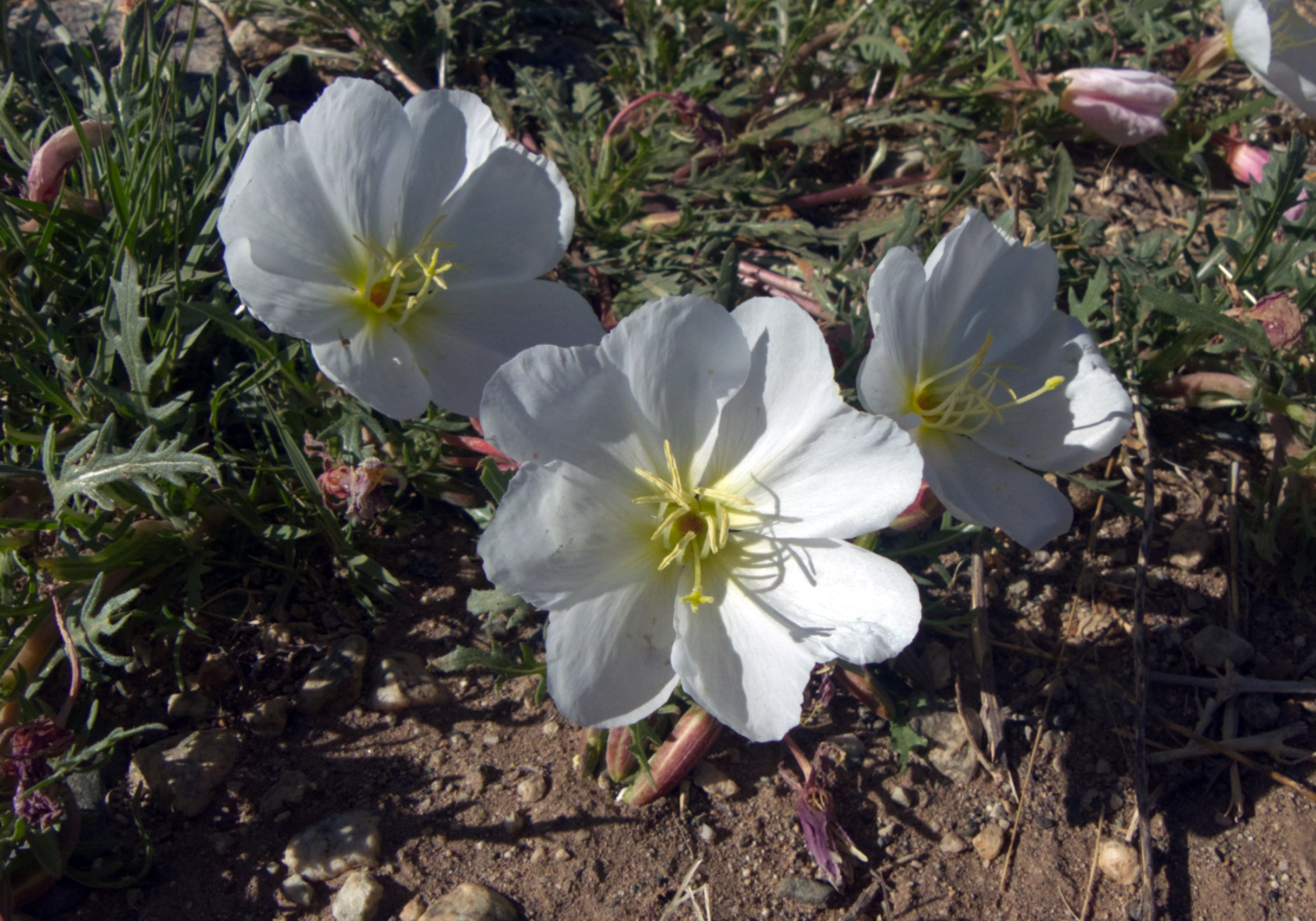 white evening primrose