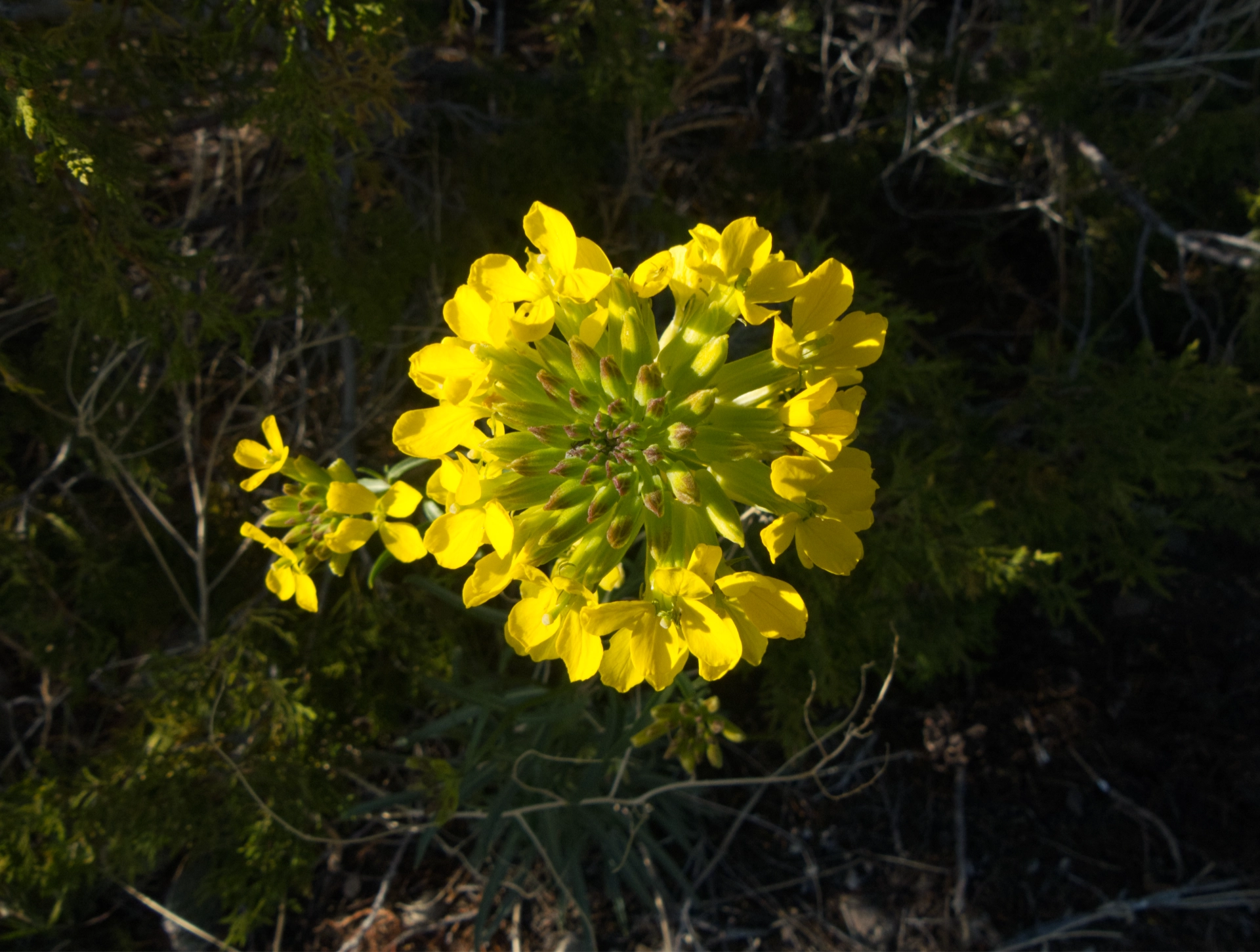 western wallflower