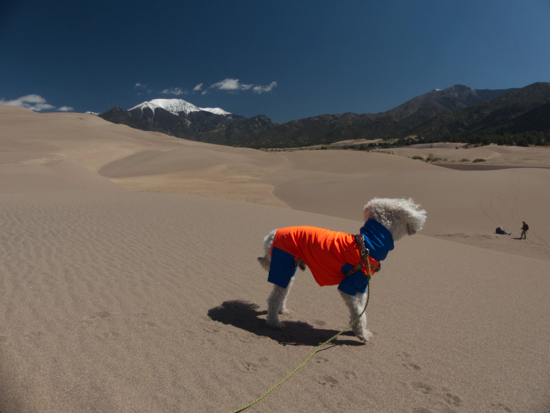 colorfully-dressed dog in the dunes