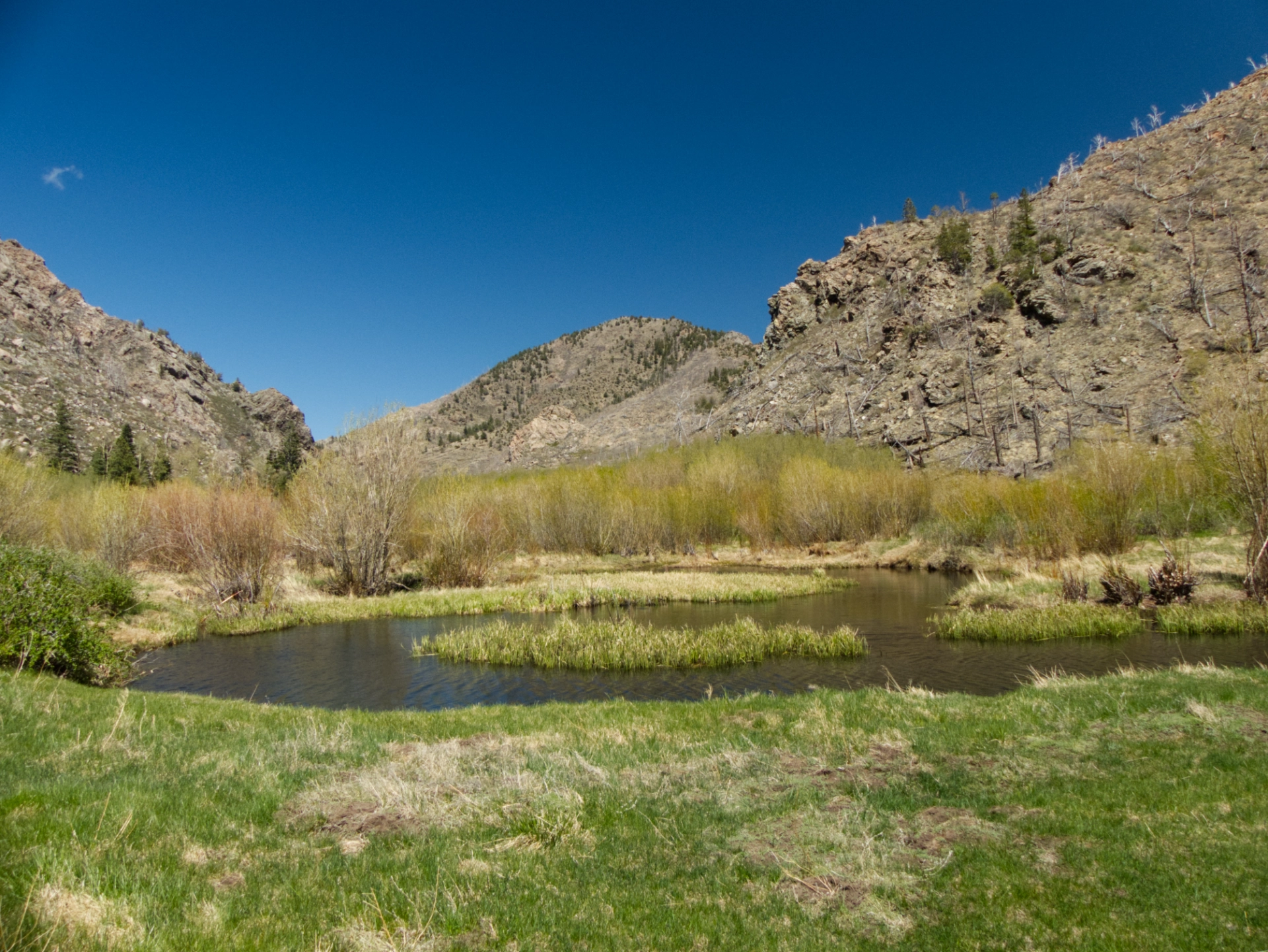 lush meadow with beaver dams