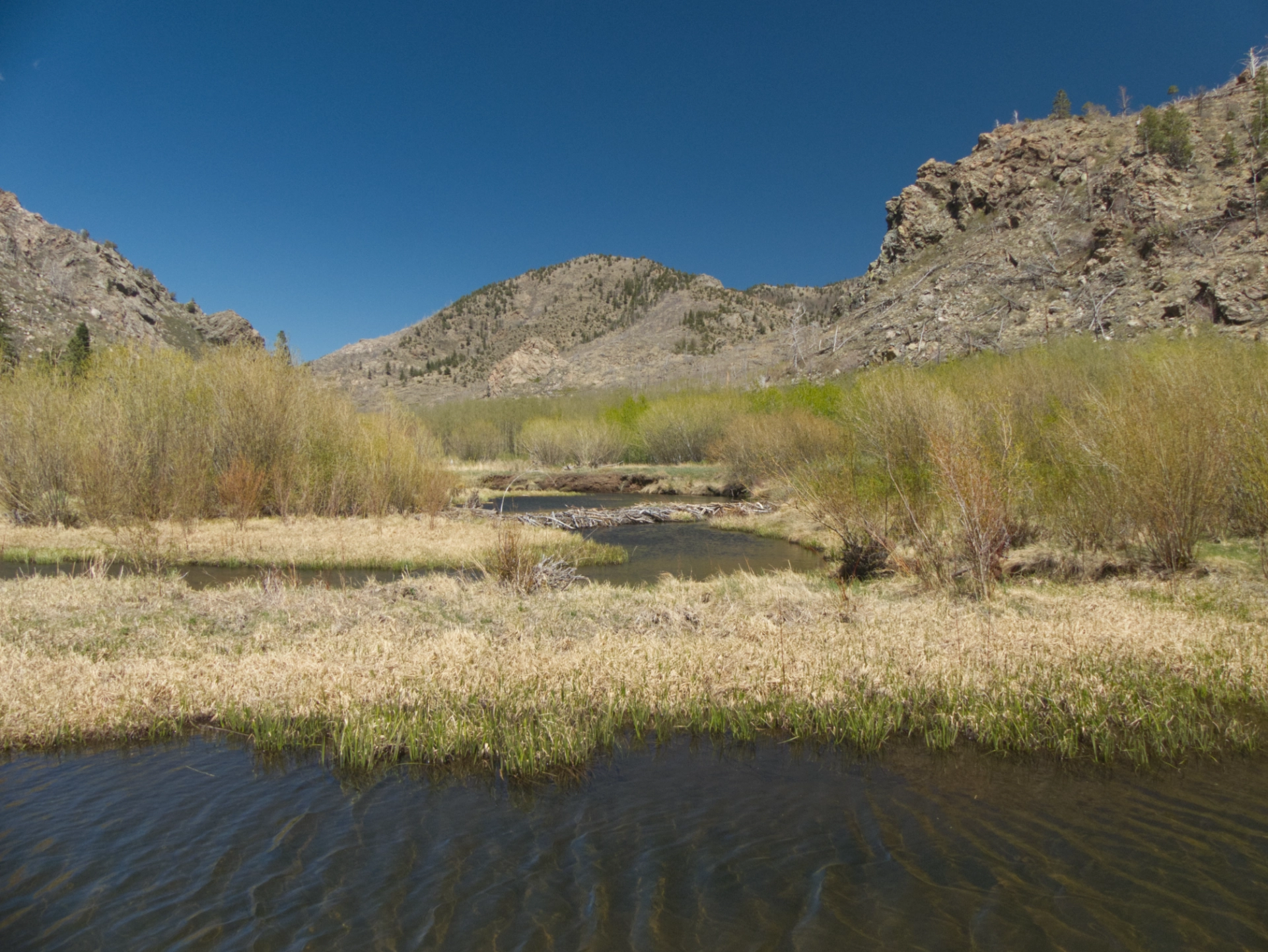 beaver dams on Medano Creek