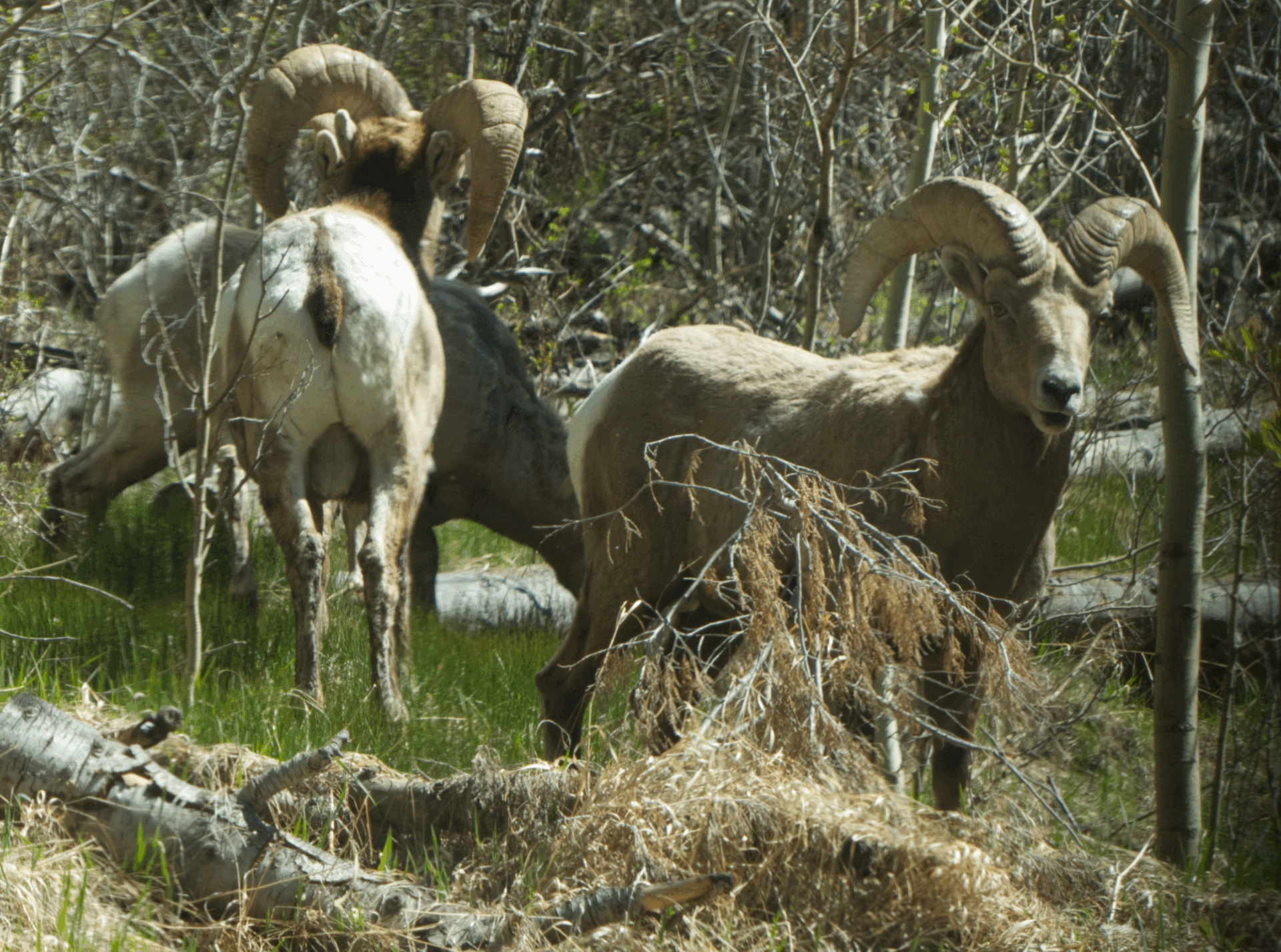bighorn sheep
