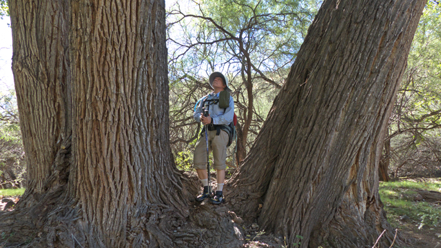 Giant cottonwood