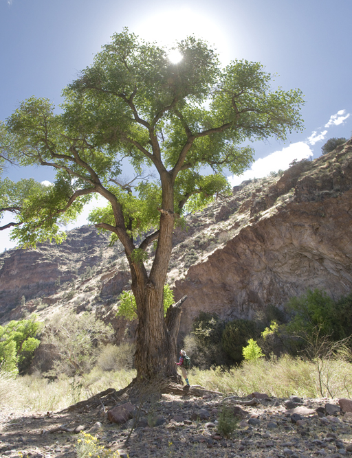 Tall Tree