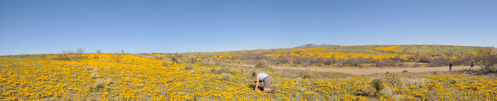 Wildflower Panorama