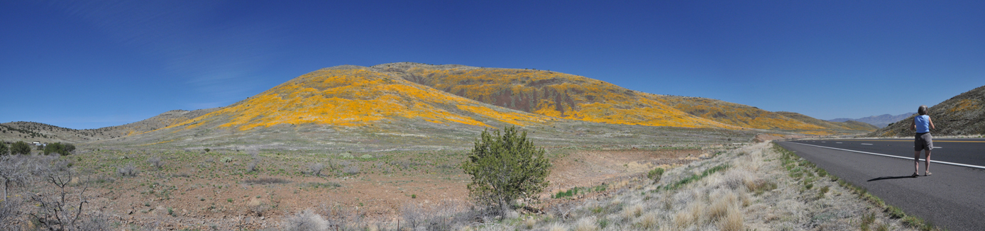 Wildflower Panorama