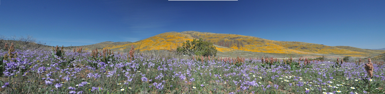 Wildflower Panorama