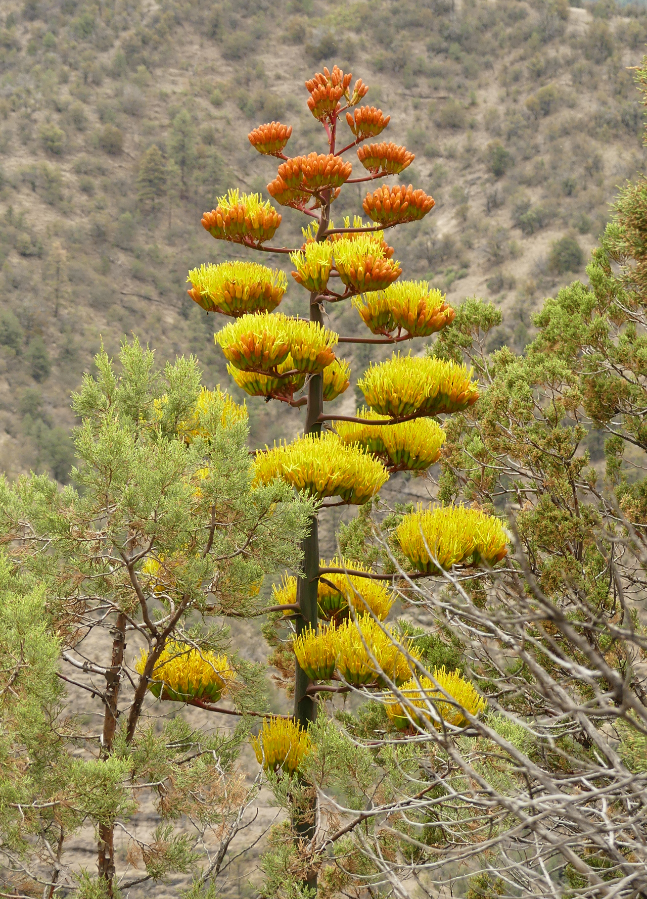 Parry's Agave