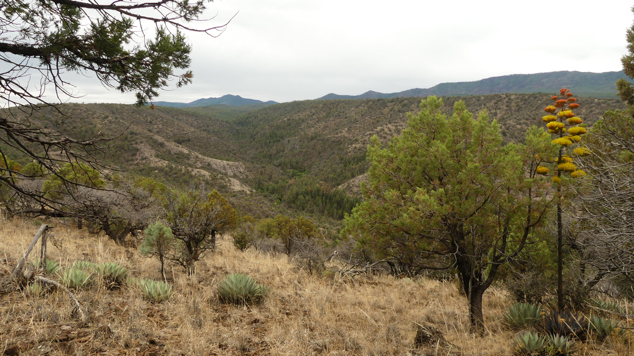 View of Trout Creek