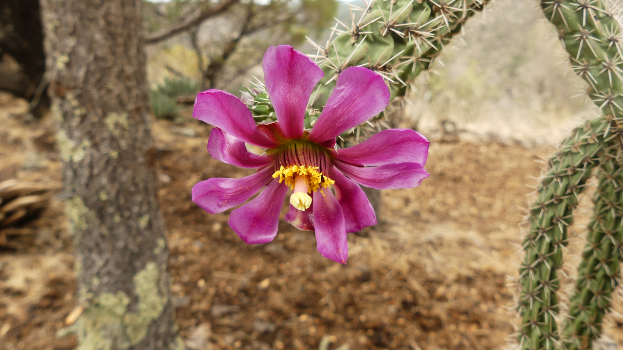 Tree Cholla