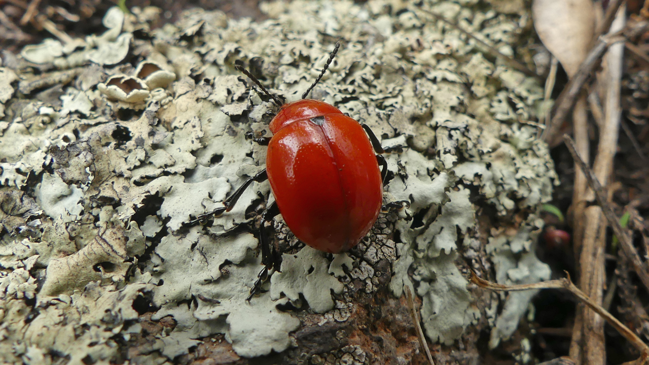 Reddish Potato Beetle