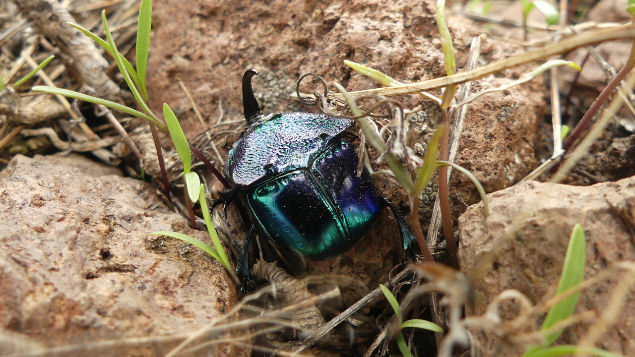 Burrowing Dung Beetle