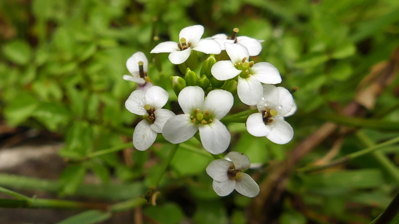 Watercress