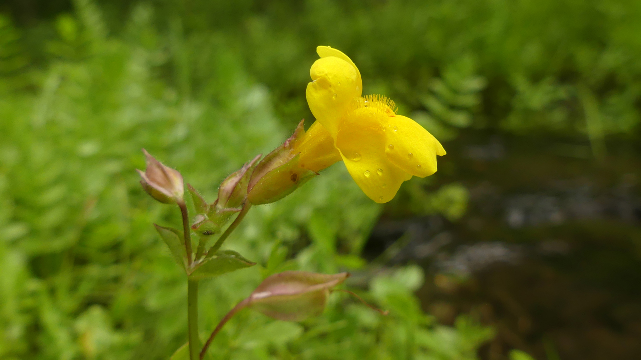 Seep Monkeyflower