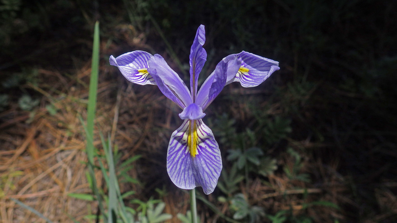 estern Blue Flag Iris