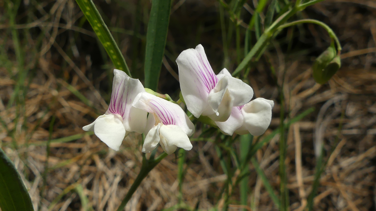 Nevada Sweet Pea