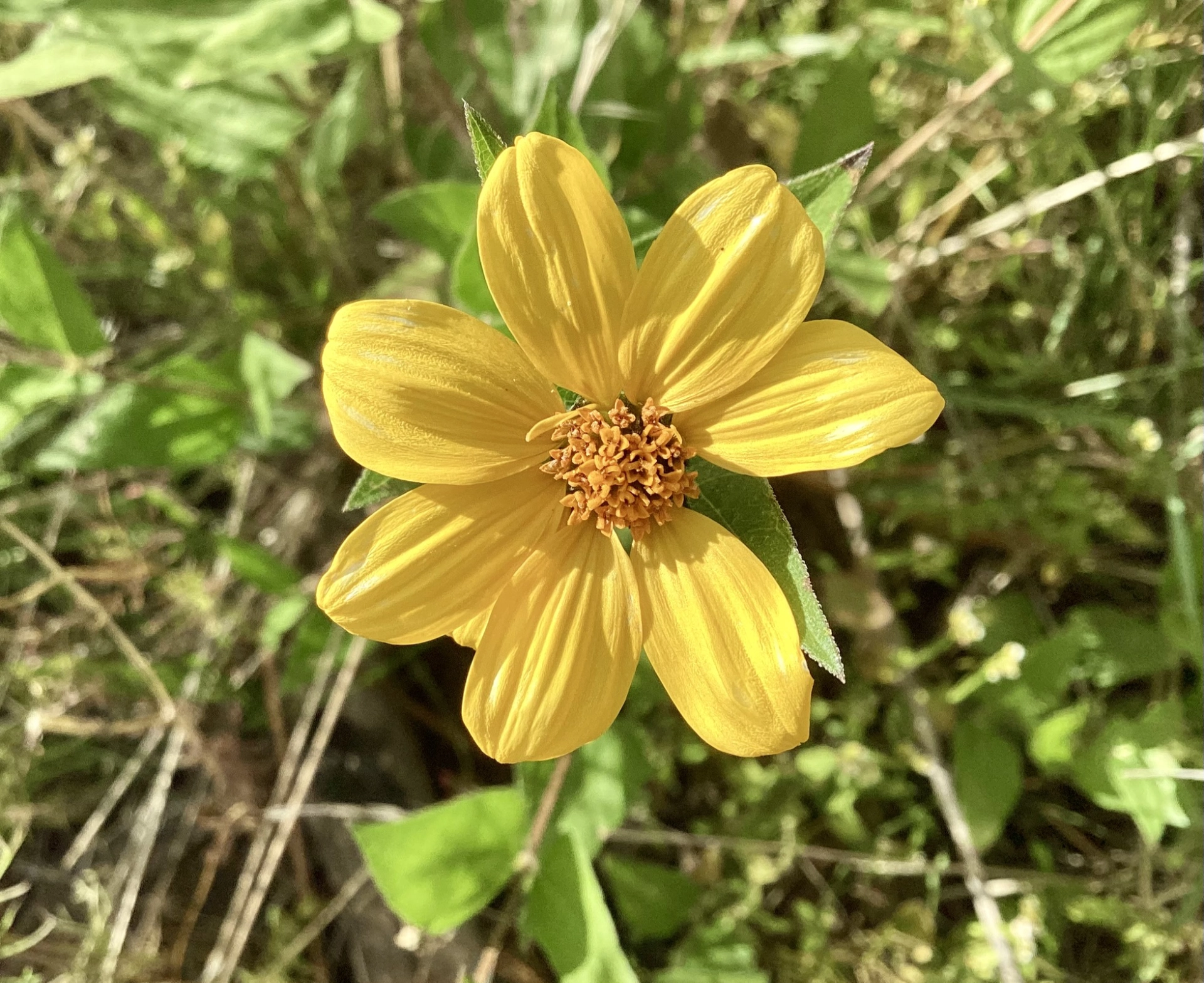 Leather Leaf Goldeneye