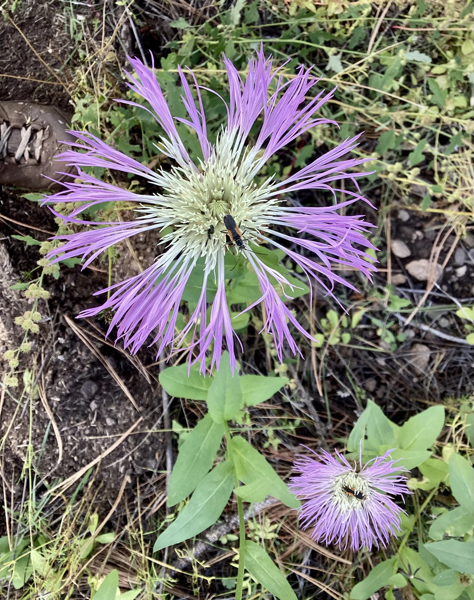 Mexican Basketflower