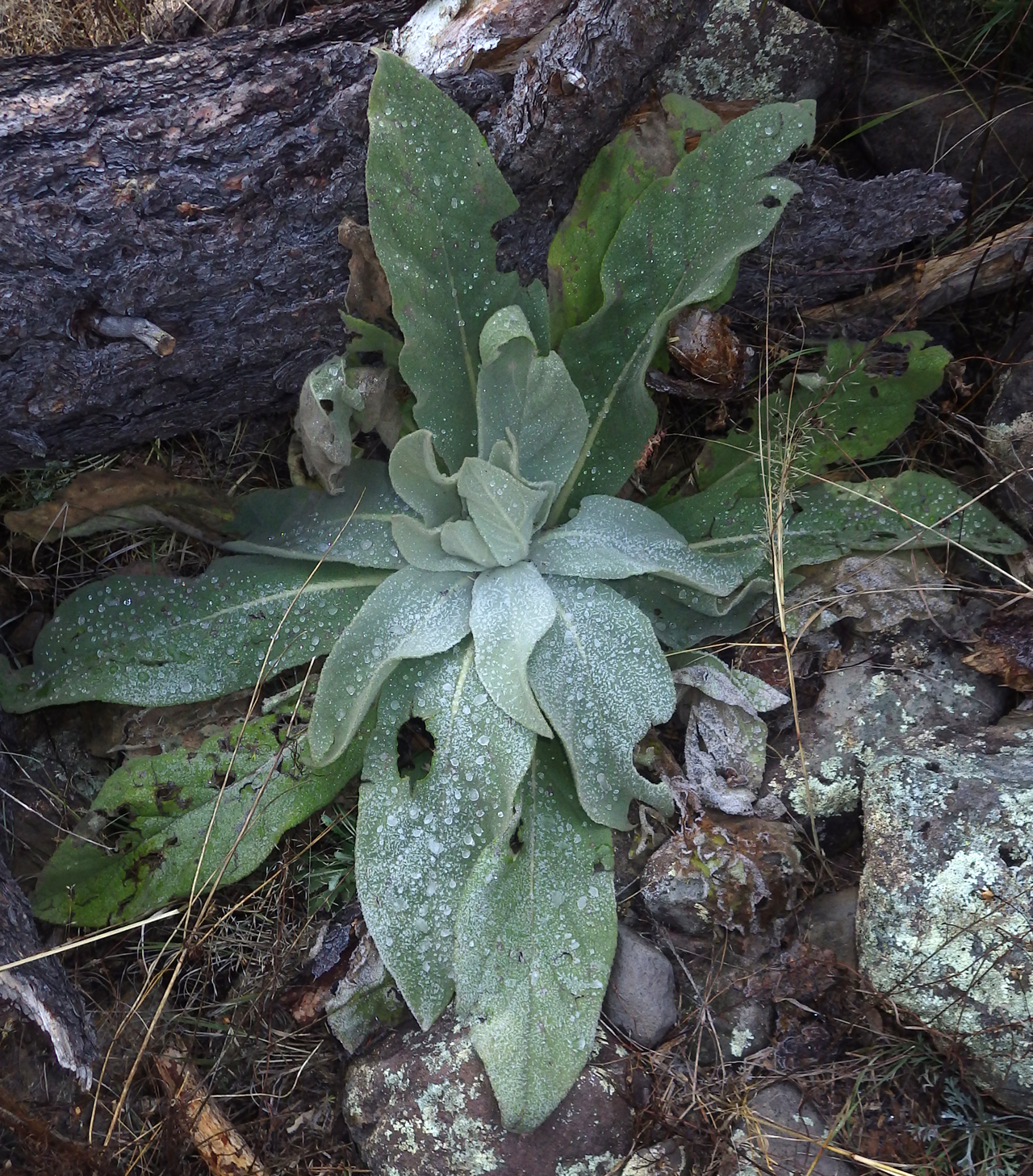 lambs ear