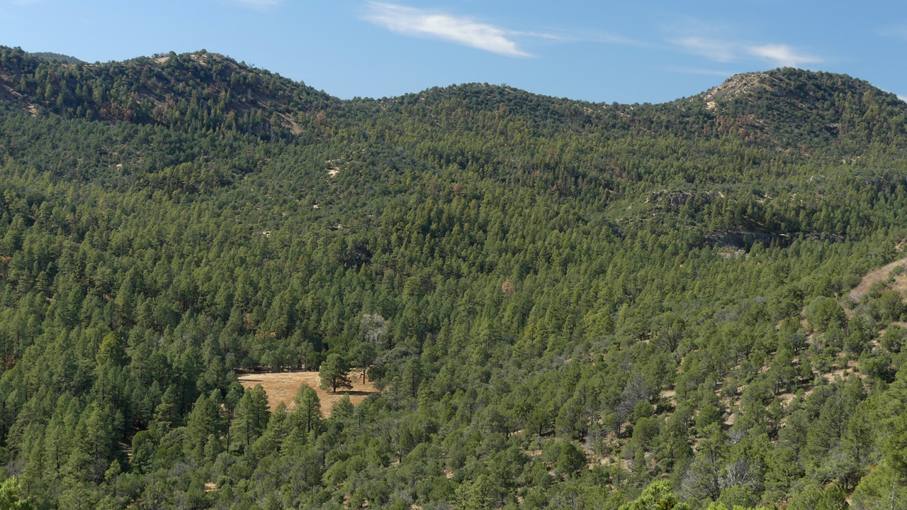 view of the meadow