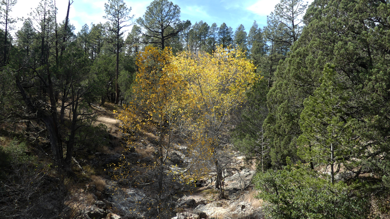 yellow leaves