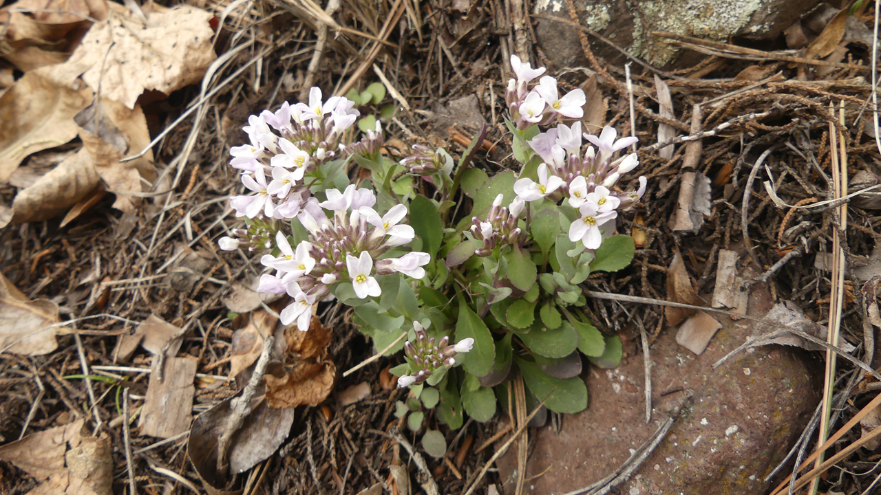 Fendler's Pennycress