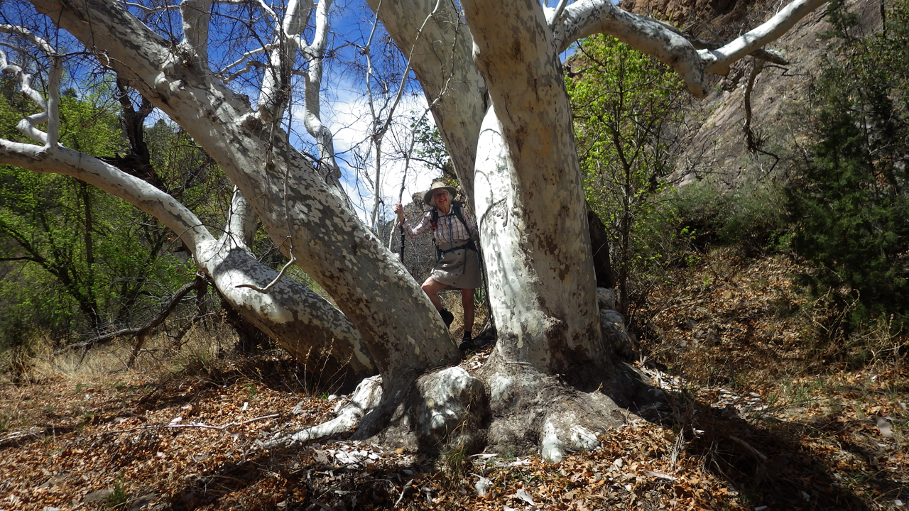 Arizona Sycamore