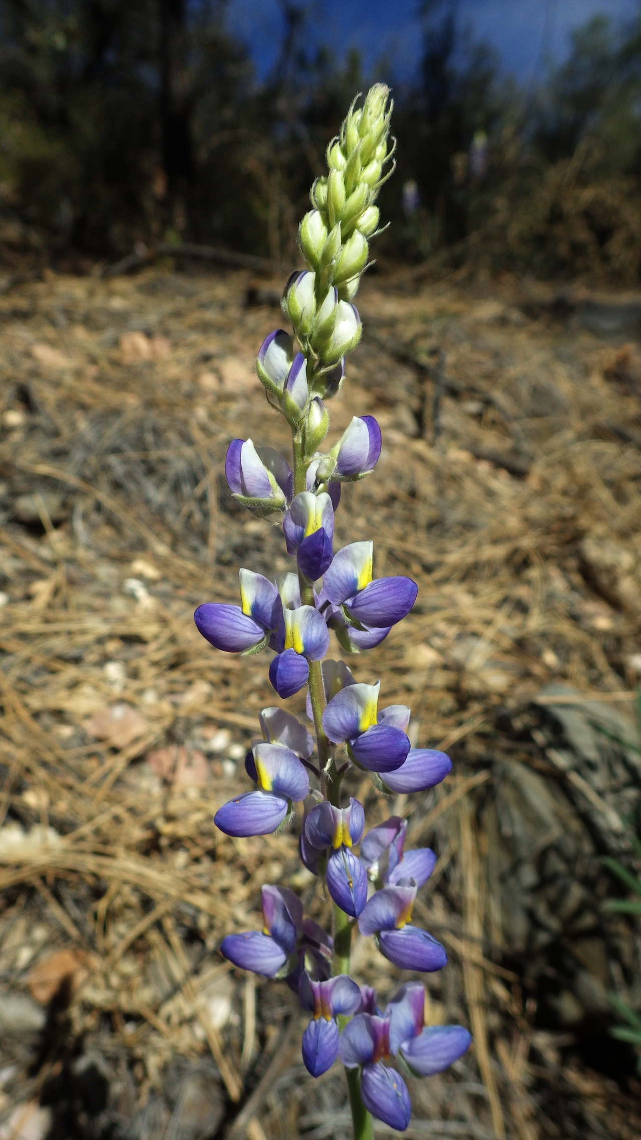 Lupine