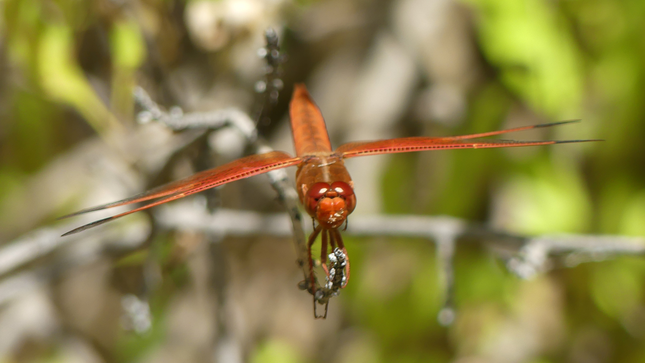 flame skimmer