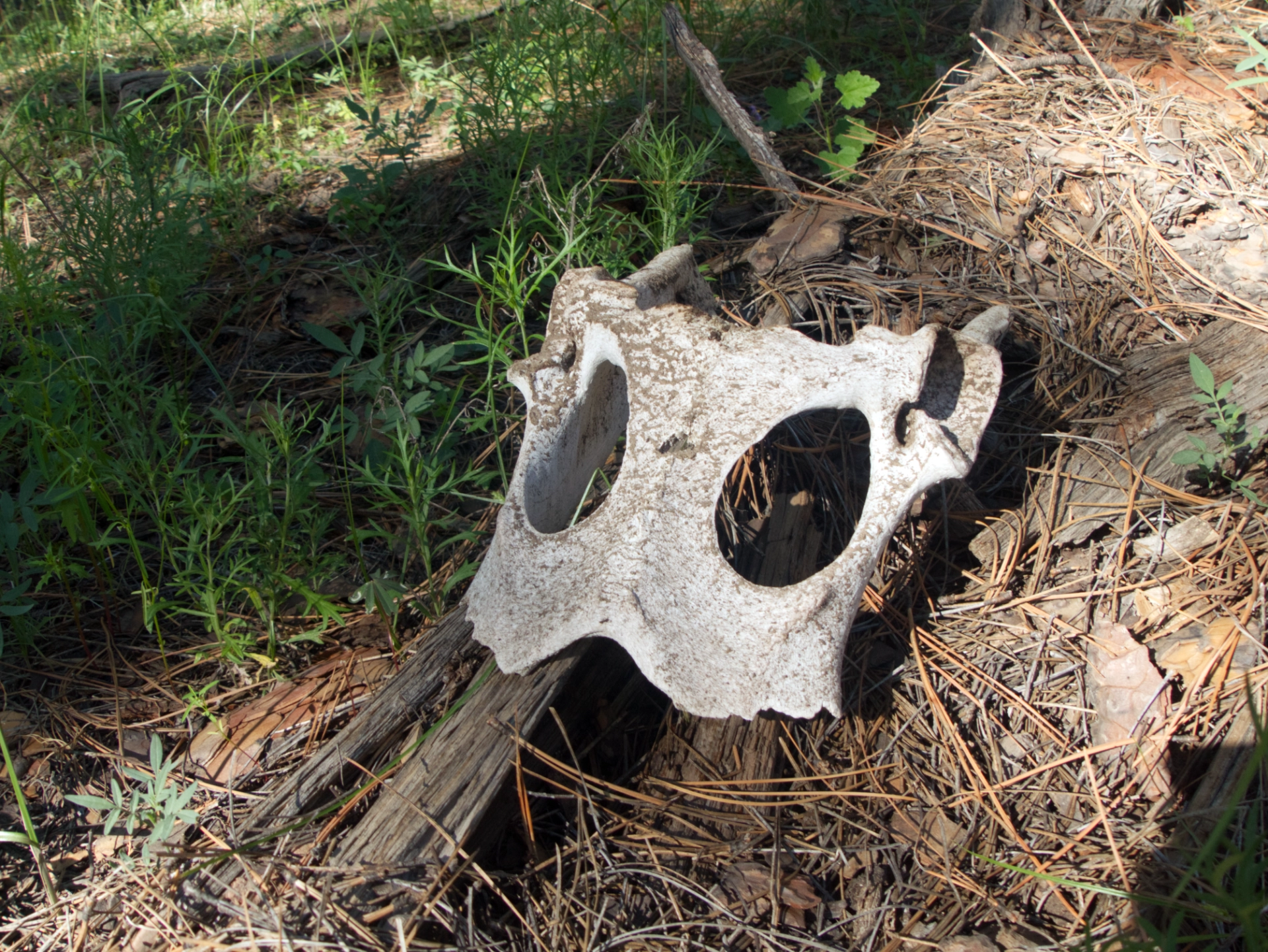 spooky hip bone skeleton looks like two eyes