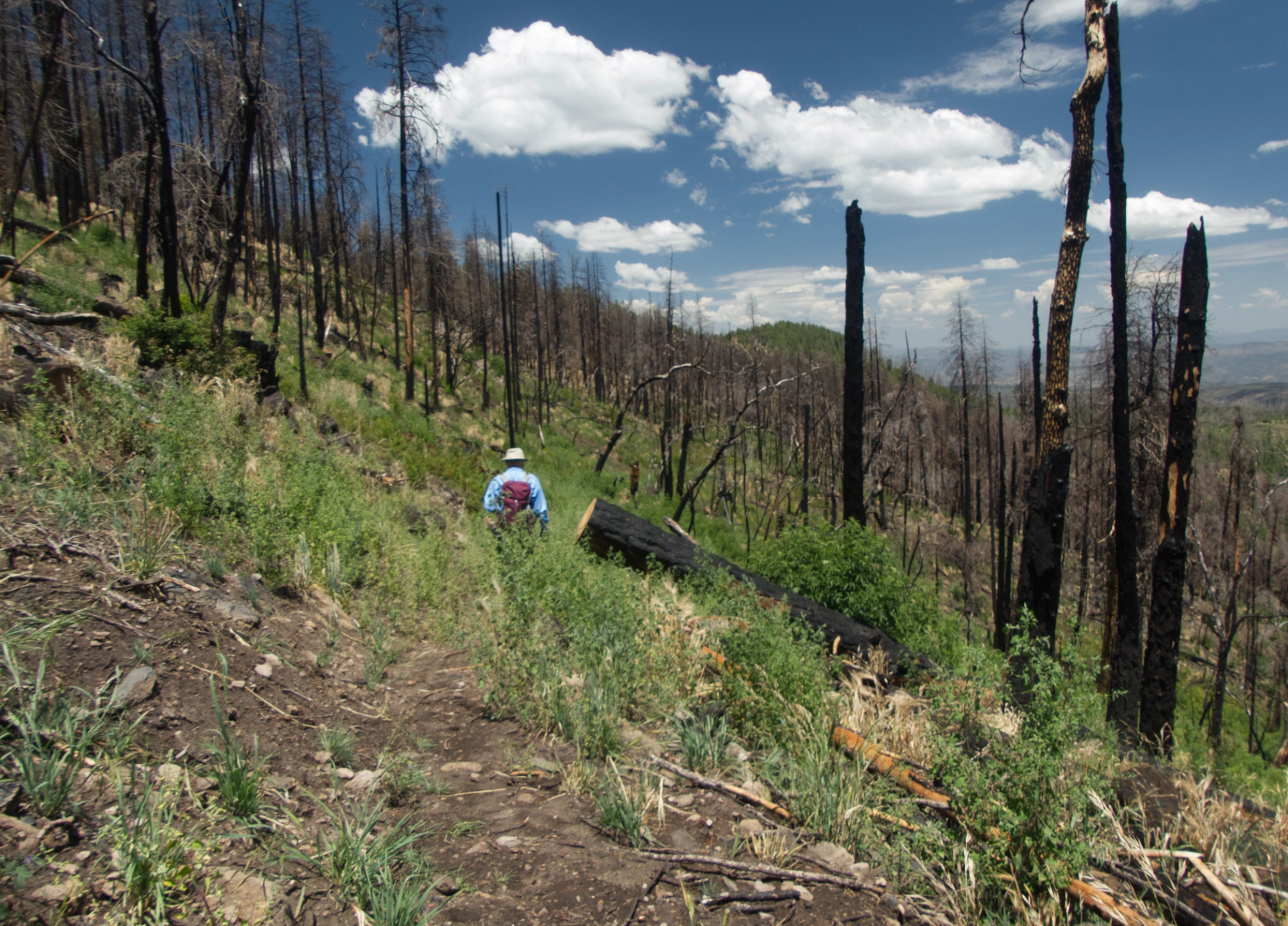 blackened trees on the Black Peak Trail