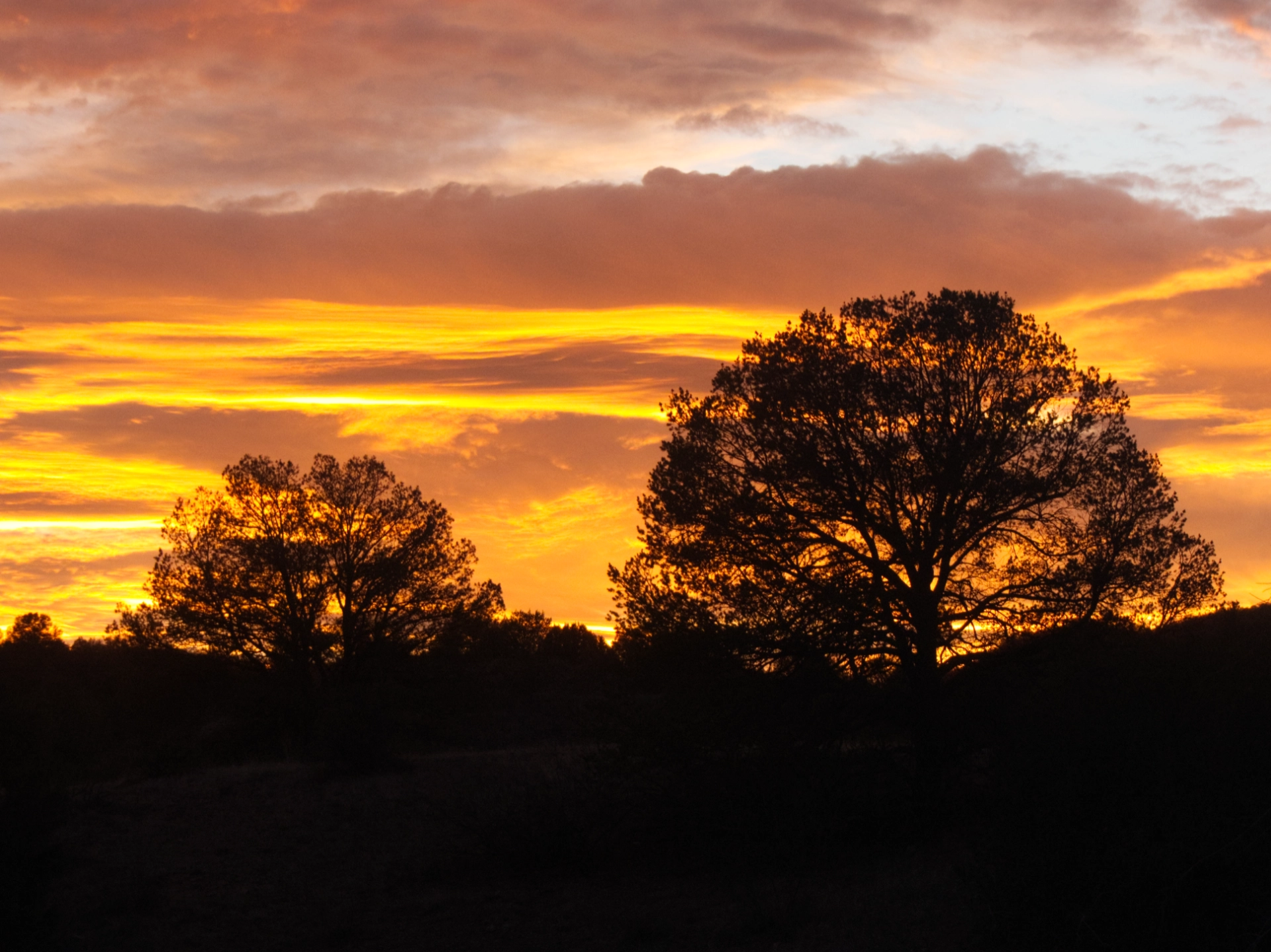 trees silhouetted against a colorful sky
