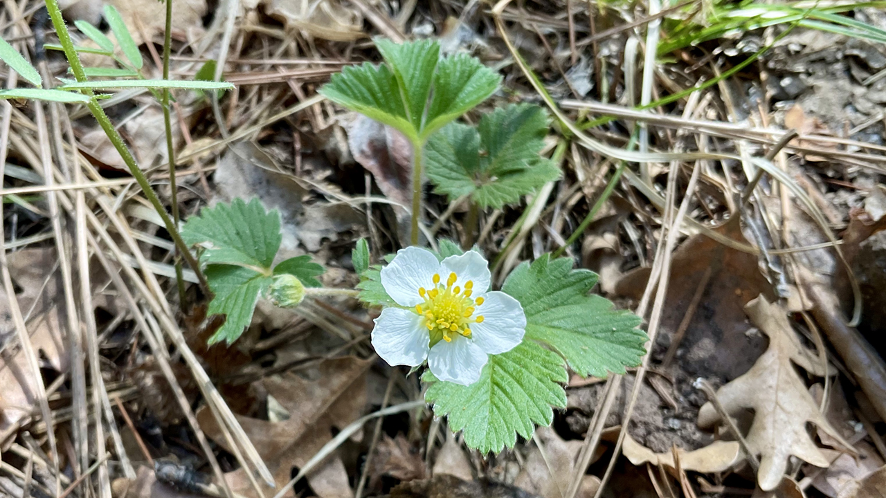 wild strawberries