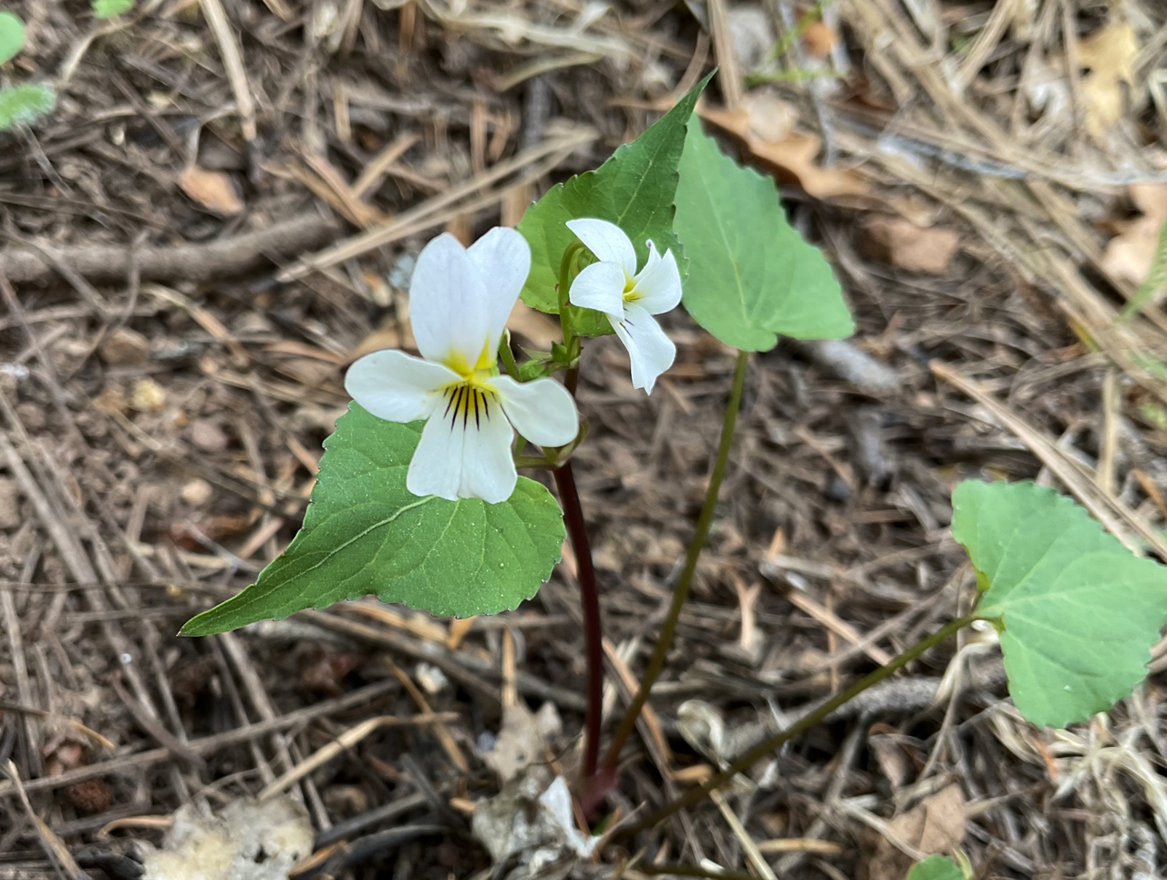 Canada Violet