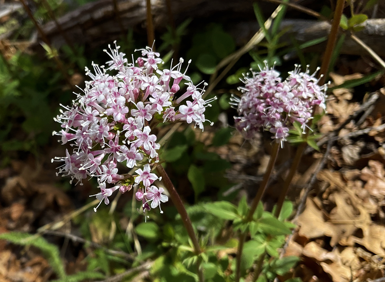 Arizona Valerian