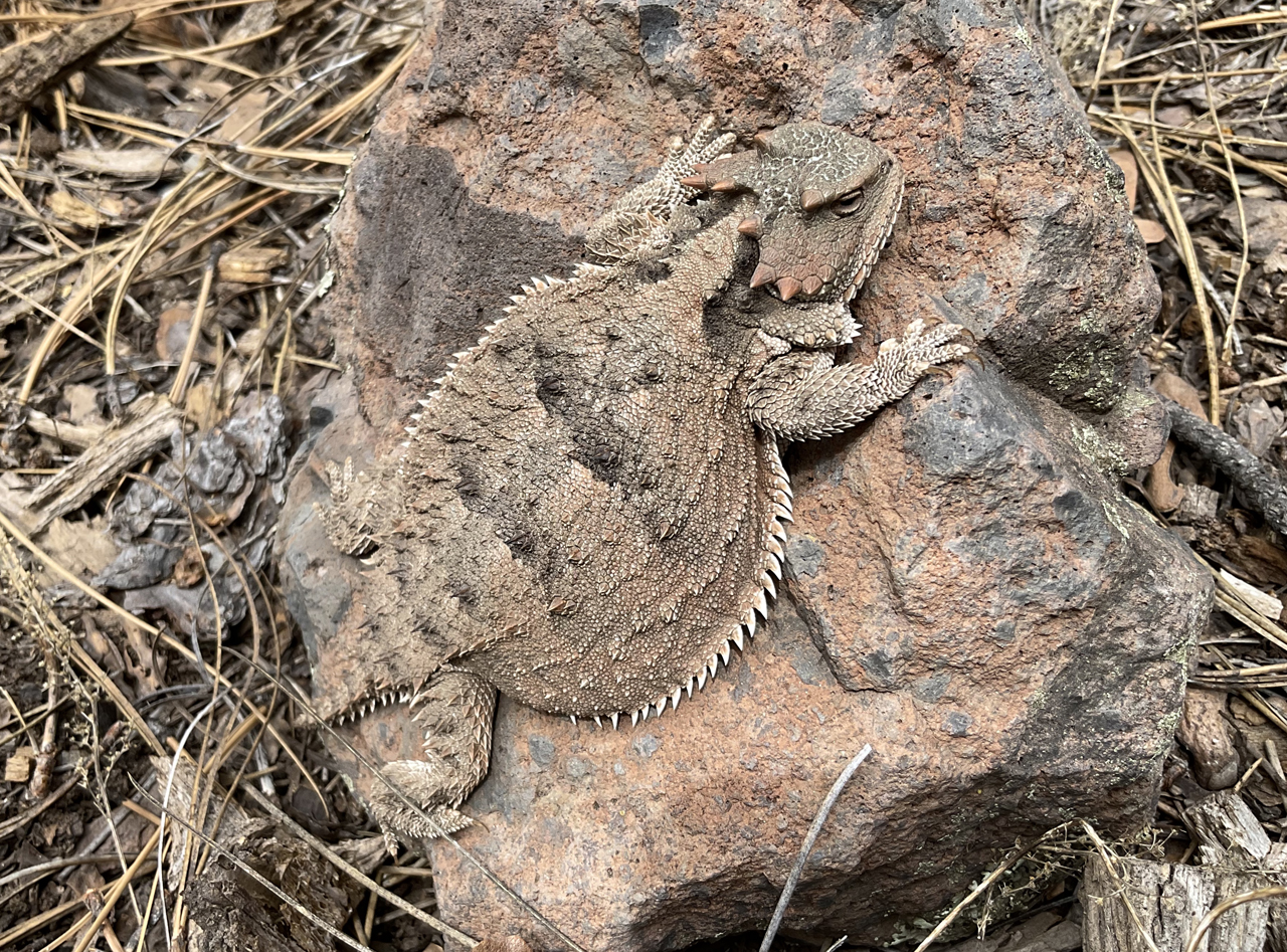 Mountain Short-Horned Lizard