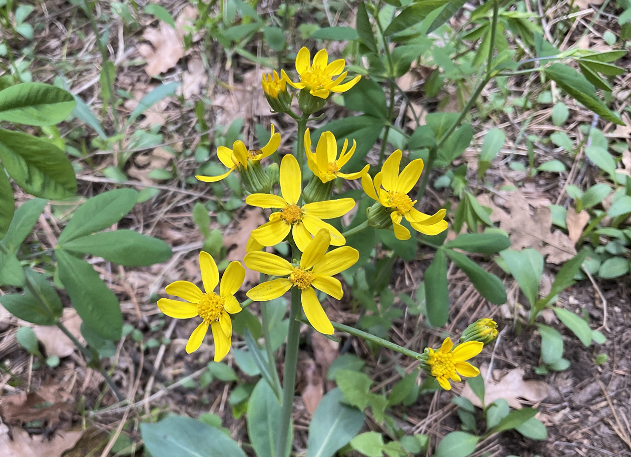 Wooton's Ragwort