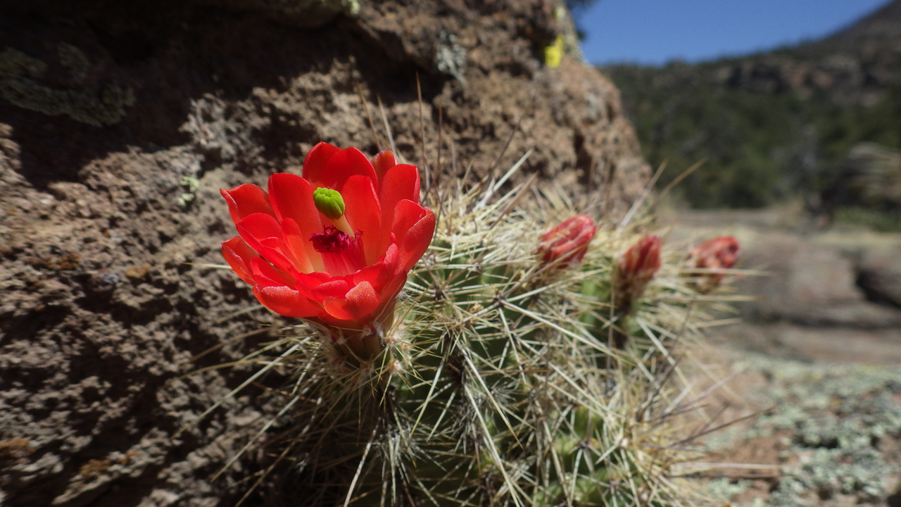 claret cup cactus against red rhyolite