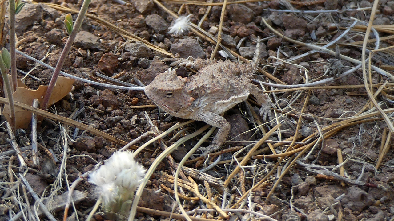 horned lizard