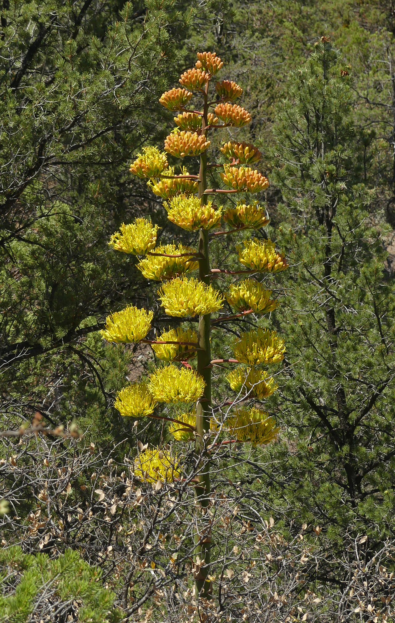 agave in bloom