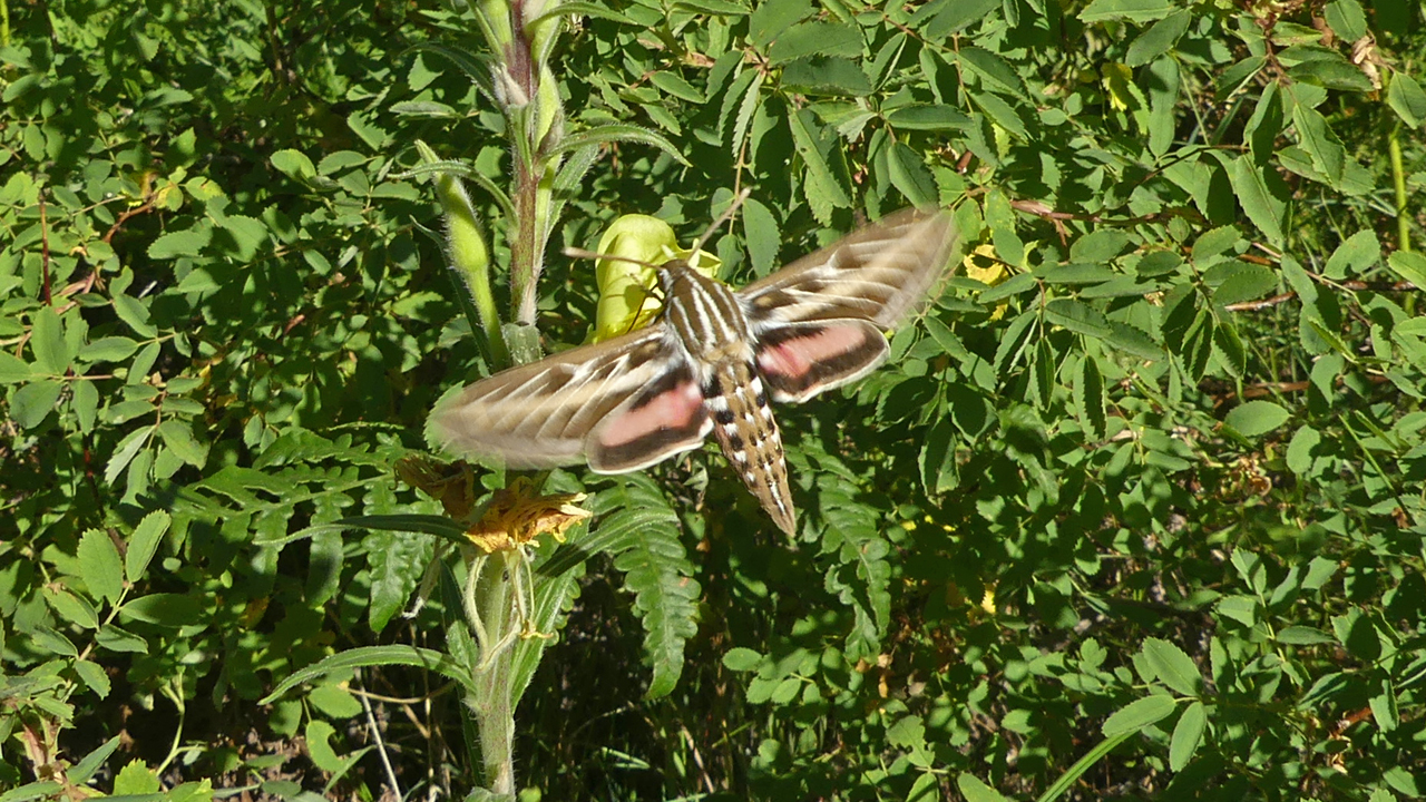 White-Lined Sphinx Moth